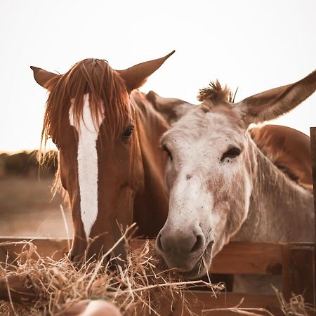 Quinta Das Cacadoras - Animal Lovers Only Palmela Εξωτερικό φωτογραφία