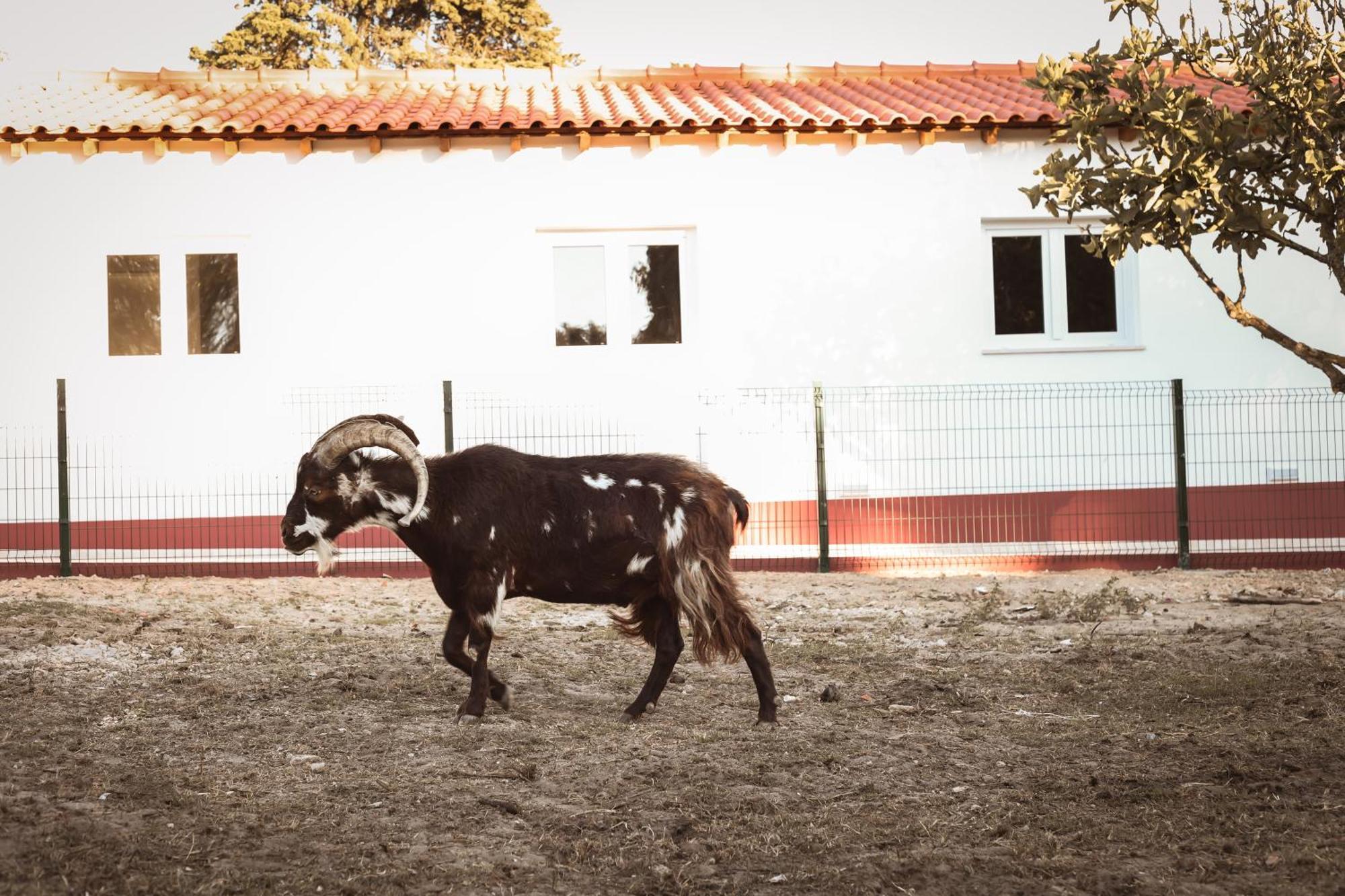 Quinta Das Cacadoras - Animal Lovers Only Palmela Εξωτερικό φωτογραφία