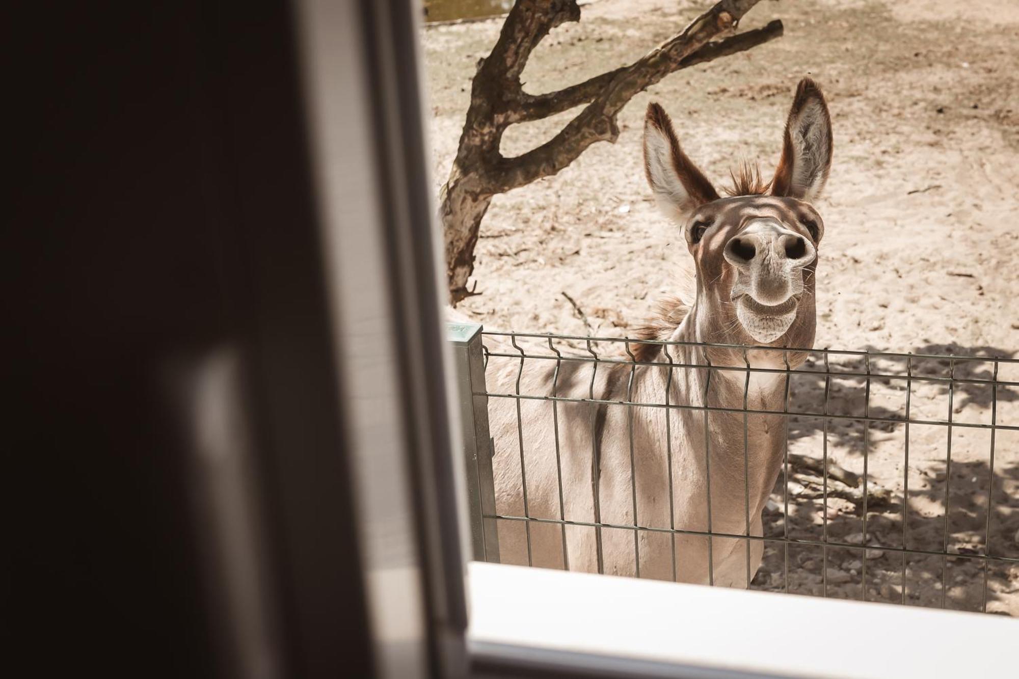 Quinta Das Cacadoras - Animal Lovers Only Palmela Εξωτερικό φωτογραφία