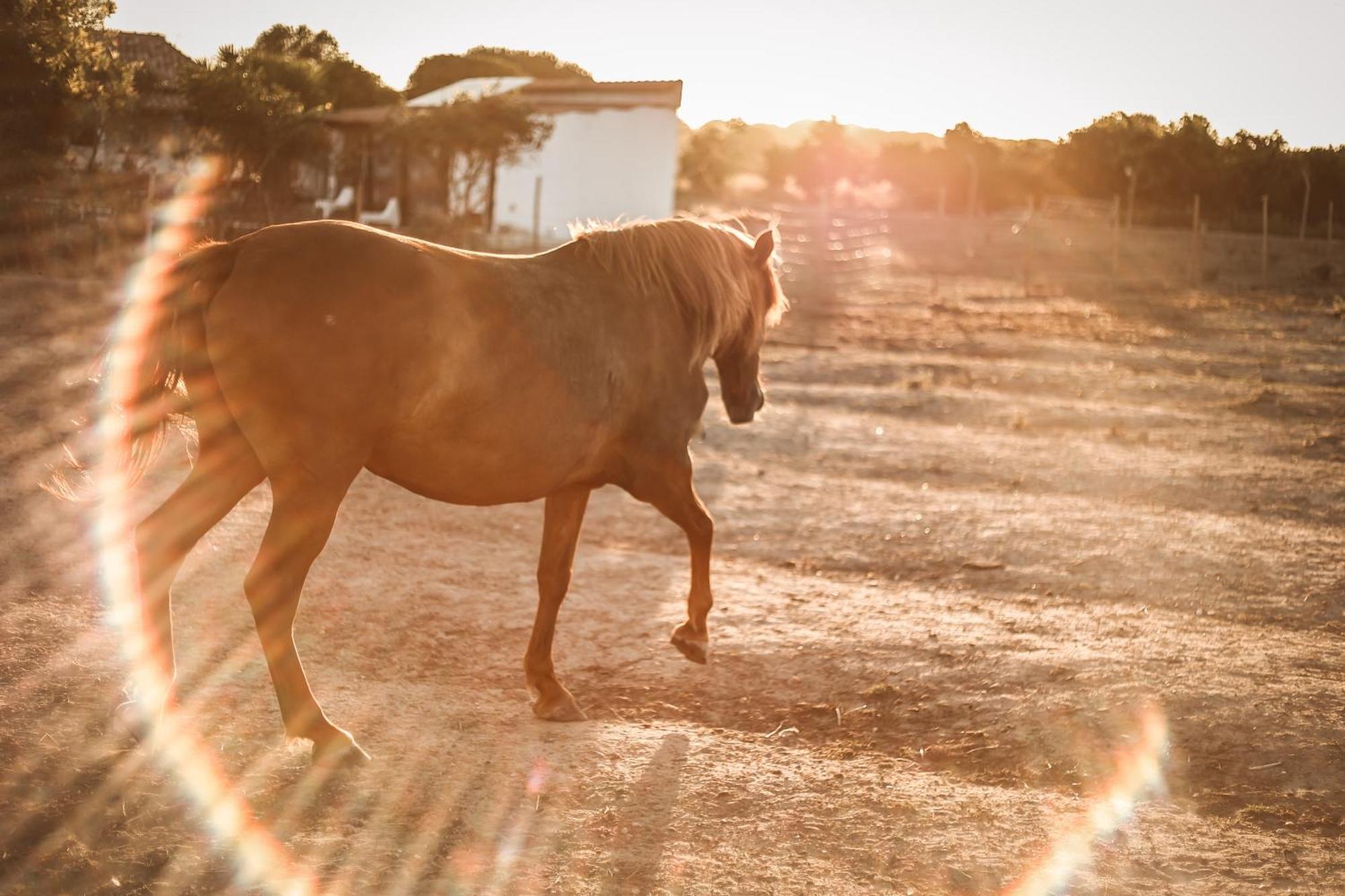 Quinta Das Cacadoras - Animal Lovers Only Palmela Εξωτερικό φωτογραφία
